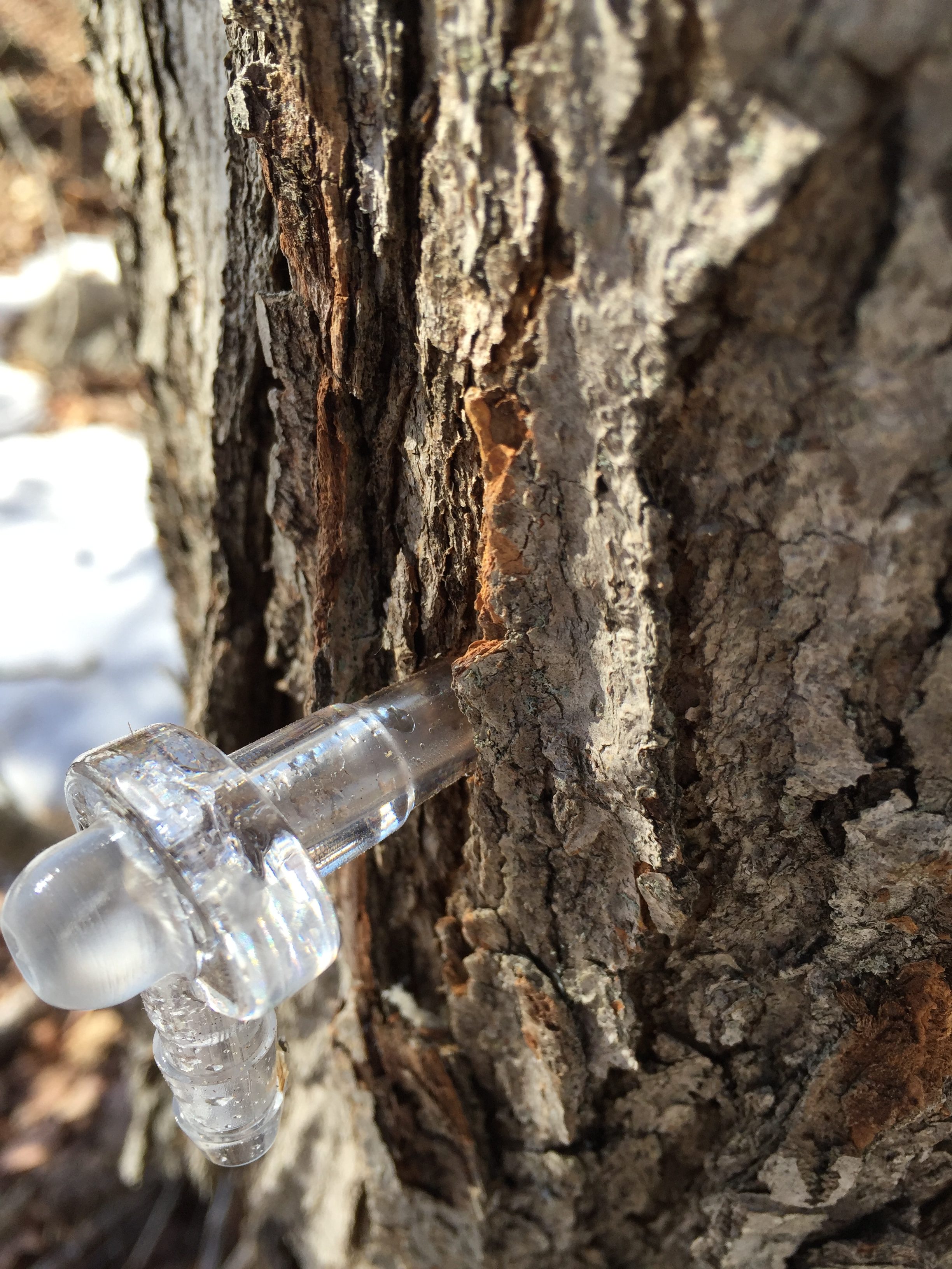 Maple Syrup Season, Part I