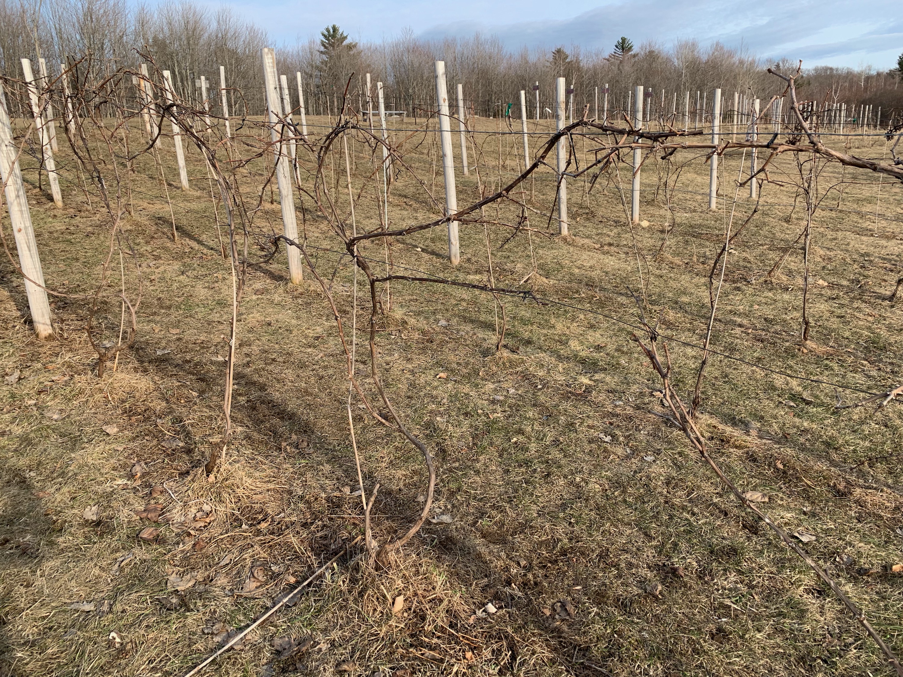 Pruning the Vines, Part I